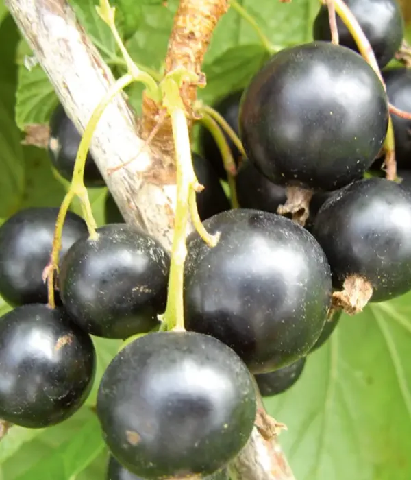 Schwarze Johannisbeere (Ribes nigrum) DOMINO