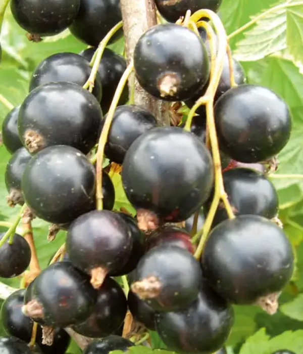 Schwarze Johannisbeere (Ribes nigrum) KARINA