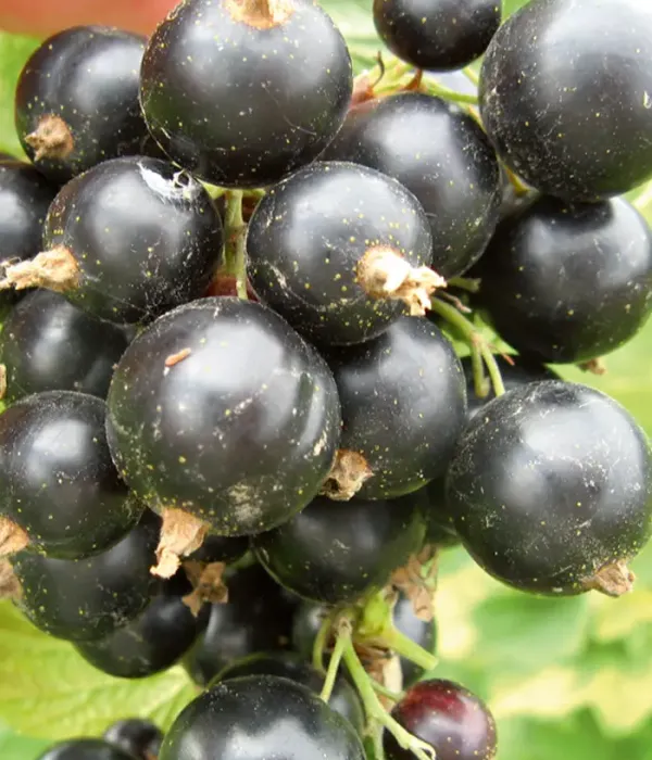 Schwarze Johannisbeere (Ribes nigrum) RITMO