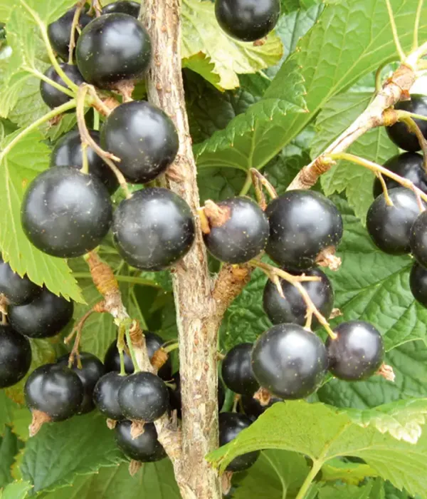 Schwarze Johannisbeere (Ribes nigrum) VIKTOR