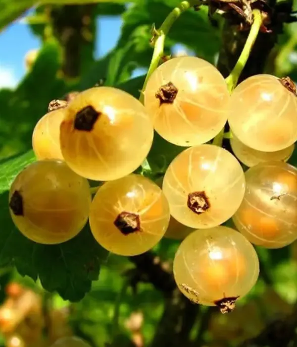 Ríbezľa biela (Ribes sativa) VALKO