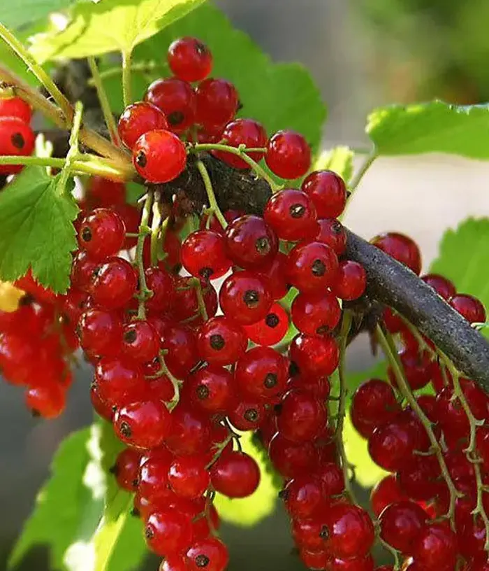 Red Currant shrub (Ribes rubrum) NIVA - Tutifruti, s.r.o.