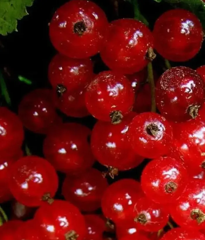 Ríbezľa červená (Ribes rubrum) ORLOVSKAYA ZVEZDA - Tutifruti, s.r.o.