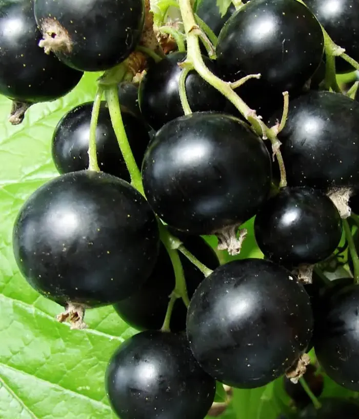 Black Currant (Ribes nigrum) IYUNSKAYA KONDRASHOVOY - Tutifruti, s.r.o.