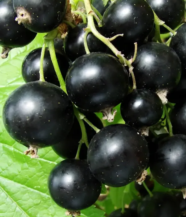 Black Currant (Ribes nigrum) SANYUTA