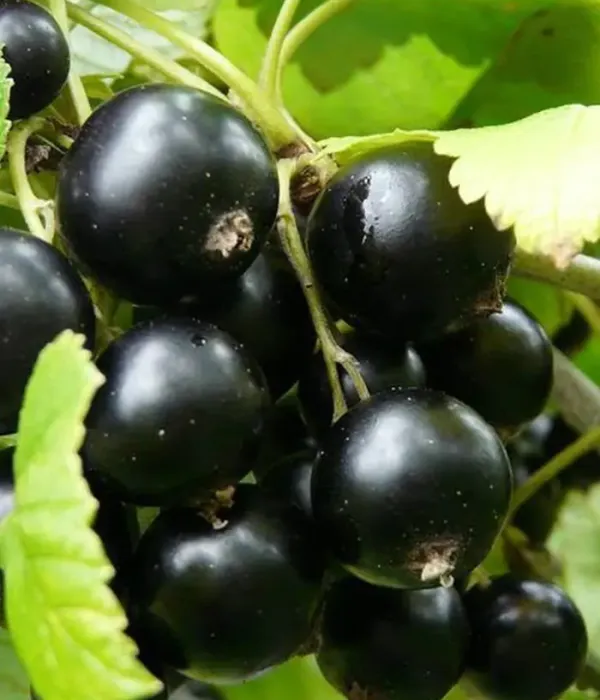Black Currant (Ribes nigrum) VERNISAZH