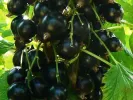 Schwarze Johannisbeere (Ribes nigrum) YADRENAYA - Tutifruti, s.r.o.
