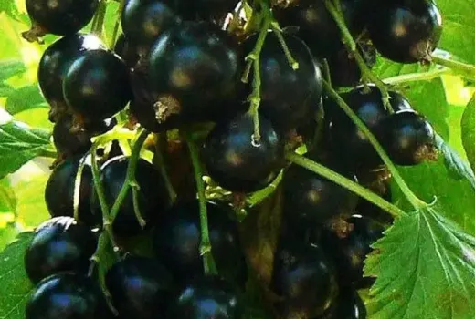 Die besten russischen Schwarzen Johannisbeeren für Ihren Garten