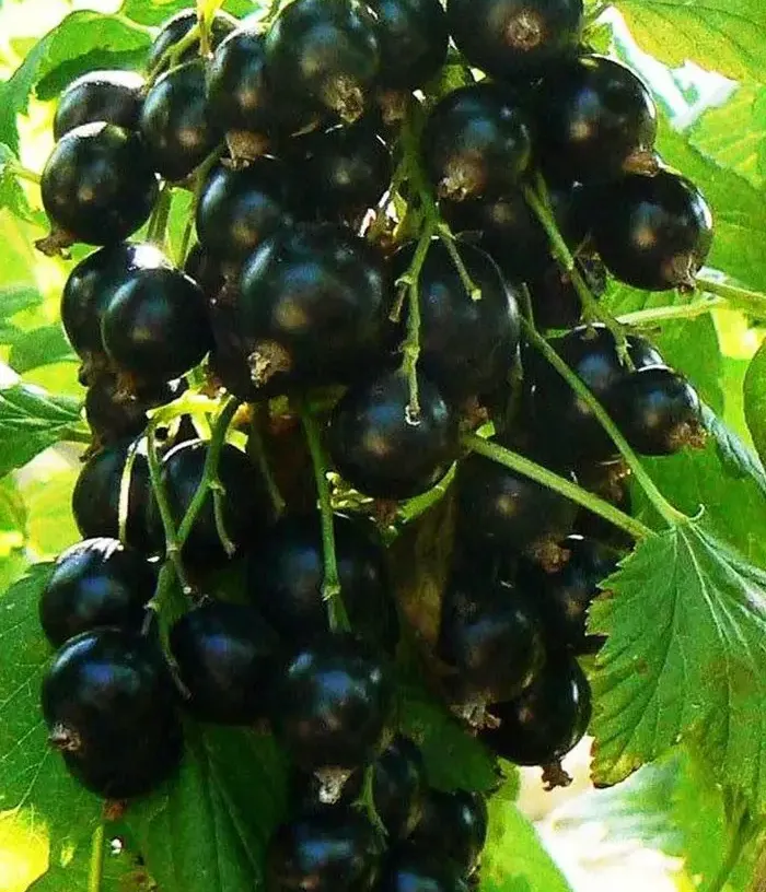 Schwarze Johannisbeere (Ribes nigrum) YADRENAYA - Tutifruti, s.r.o.