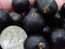 Schwarze Johannisbeere (Ribes nigrum) YADRENAYA - Tutifruti, s.r.o.