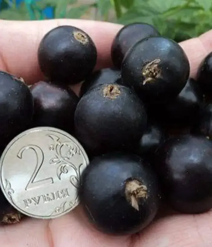 Schwarze Johannisbeere (Ribes nigrum) YADRENAYA - Tutifruti, s.r.o.