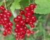 Currants to order