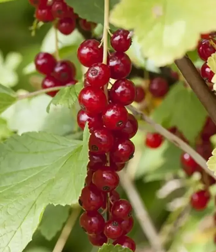 Red Currant shrub (Ribes rubrum) RONDOM - Tutifruti, s.r.o.