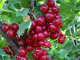 Rote Johannisbeere (Ribes rubrum) ROSETTA (stamm)