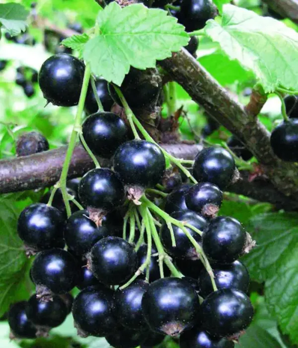 Black Currant (Ribes nigrum) SELEČENSKAJA