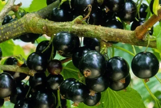 Die Johannisbeeren-Elite für 2026: Wir stellen die Top-Sorten 'Veloj', 'Storklas', 'Minai Shmyrev', 'Negre mari', 'Abundent' und 'Margaritar' vor