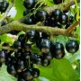 Ríbezľa čierna (Ribes nigrum) VELOJ