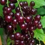 Red Currant (Ribes rubrum) VĪKSNES SARKANĀS