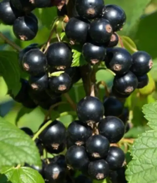 Black Currant (Ribes nigrum) ZAGADKA