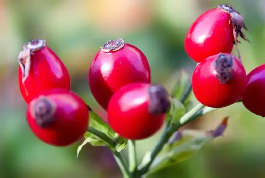 Skrytý poklad v šípkach: Nutričný profil a makronutrienty rodu Rosa L.