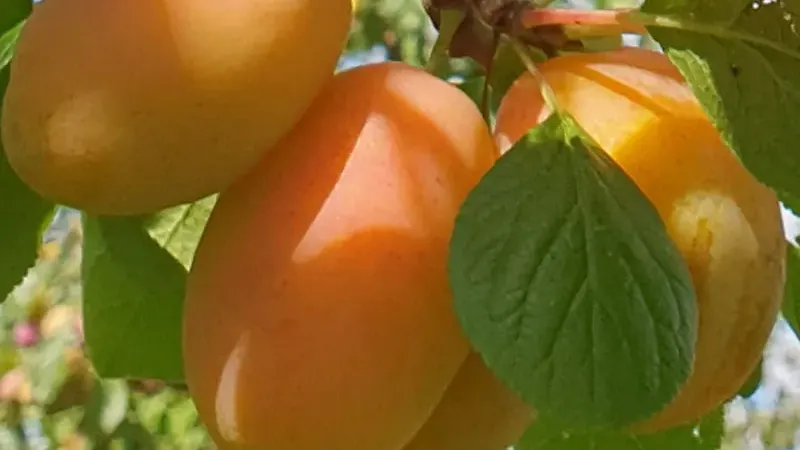 Analyse neuer lettischer Pflaumensorten: Ance, Adelyn und Sonora | Blog