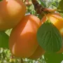 Plum (Prunus domestica) ADELYN