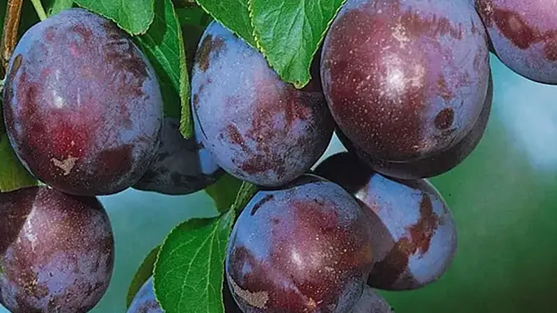 Domestic Plum (Prunus domestica): Origin, Botany & Anatomy