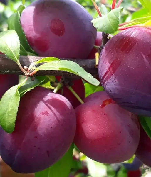 Hybrid plum (Prunus x hybrid) KOLONOVIDNAJA