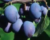 Plum tree to order