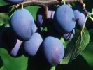 Plum  (Prunus domestica) WEGIERKA DABROWICKA - Tutifruti SK