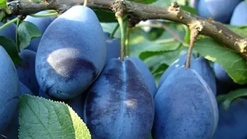 Ein Stammbaum voller Farben und Aromen: Die faszinierende Welt der Unterarten der Pflaume (Prunus domestica)