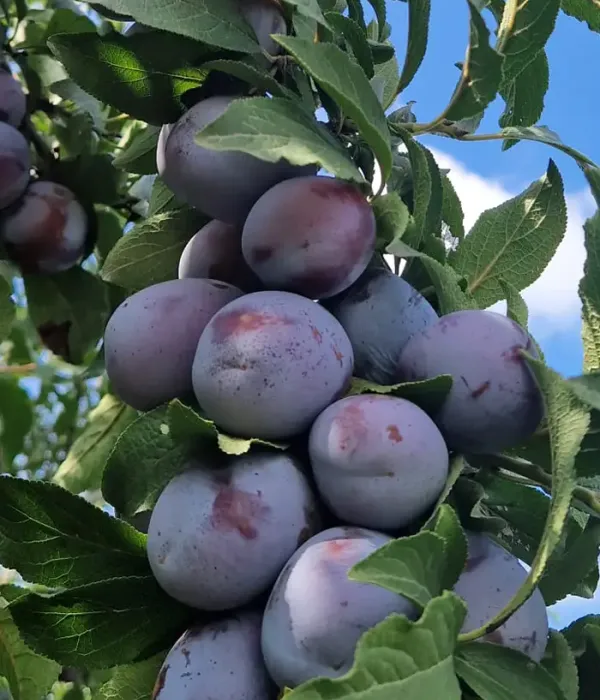 Pflaume (Prunus domestica) AGENT