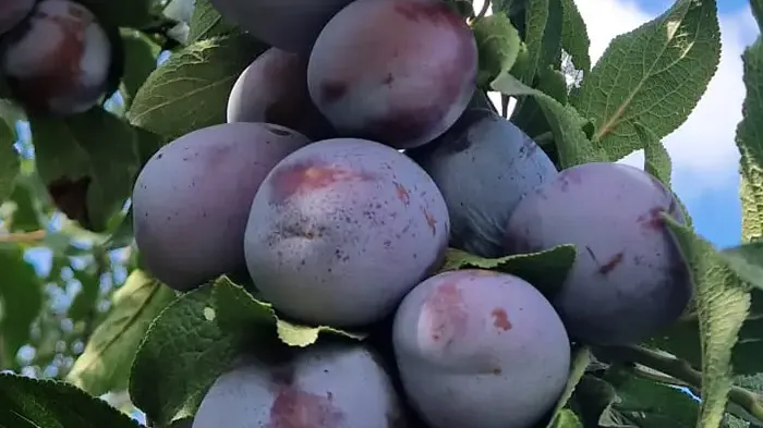 Das rumänische Pflaumenwunder in unseren Obstgärten: die Sorte ‚Agent‘