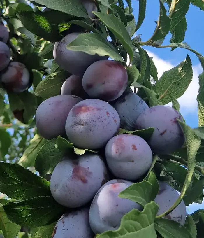 Plum (Prunus domestica) AGENT - Tutifruti, s.r.o.