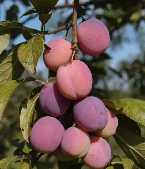 Plum (Prunus domestica) ALEKSONA