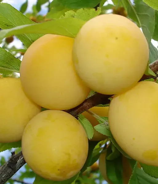 BIO Pflaume AROMA SPUR GELB säulenförmige