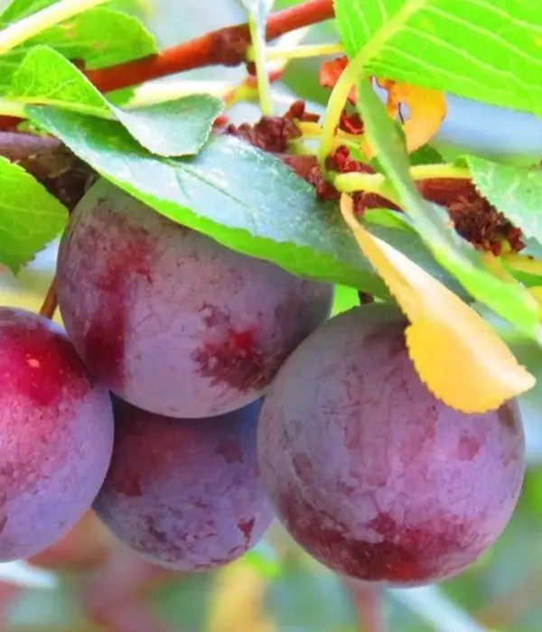 Pflaume (Prunus domestica) AVE