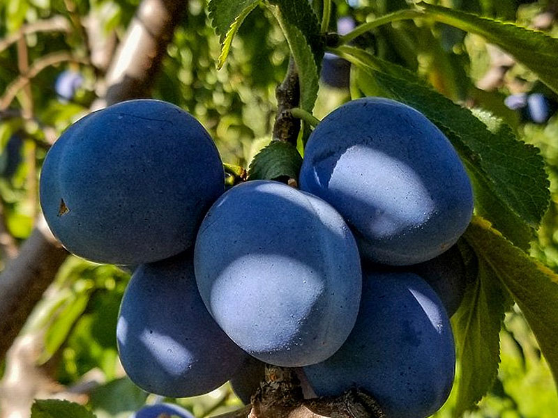 Pflaumenbaum (Prunus domestica) BLUEFREE