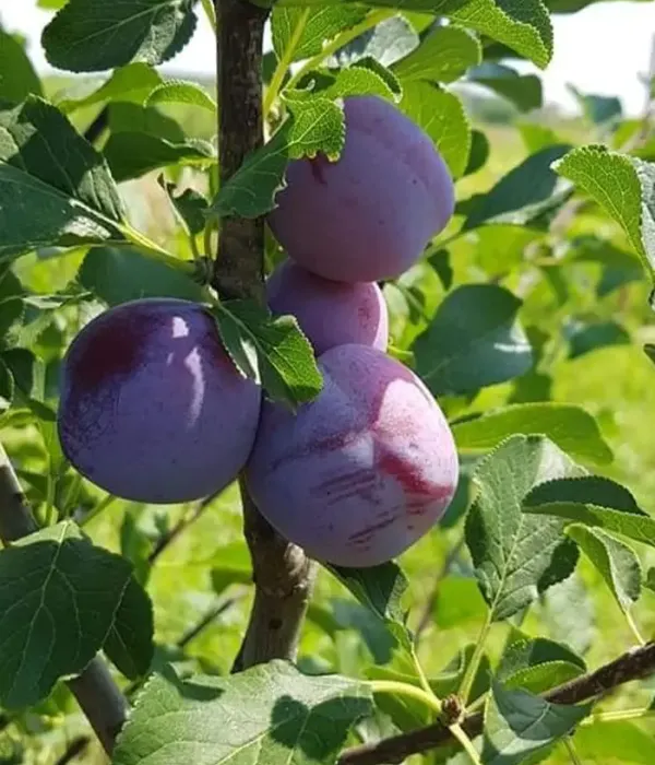 Pflaume (Prunus domestica) DIANA