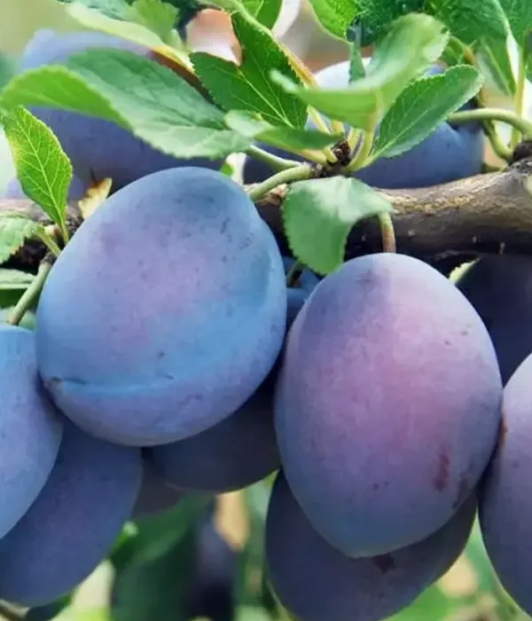 Pflaume (Prunus domestica) HANKA