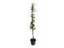 Columnar Plum (Prunus domestica) IMPERIAL - Tutifruti SK