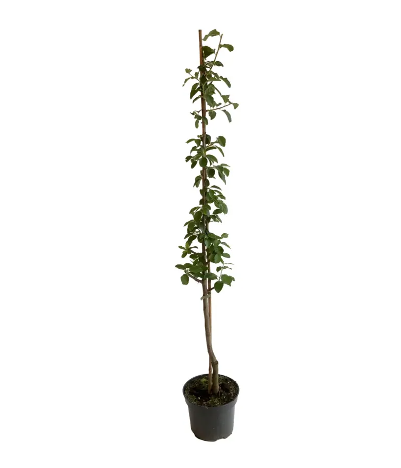 Columnar Plum (Prunus domestica) IMPERIAL - Tutifruti SK