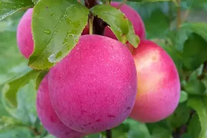 Interspecific Fruit Hybrids