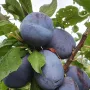 Slivka (Prunus domestica) JOGANTA