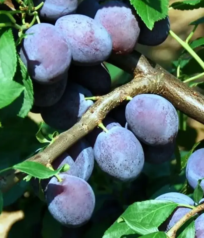 Plum (Prunus domestica) JUNA - Tutifruti, s.r.o.