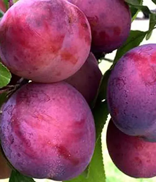 Hybrid plum (Prunus x hybrid) KOMETA