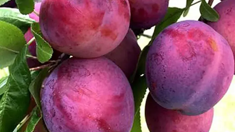 These hardy container plums produce a harvest that saves time and money
