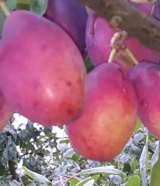 Plum (Prunus domestica) LAINE