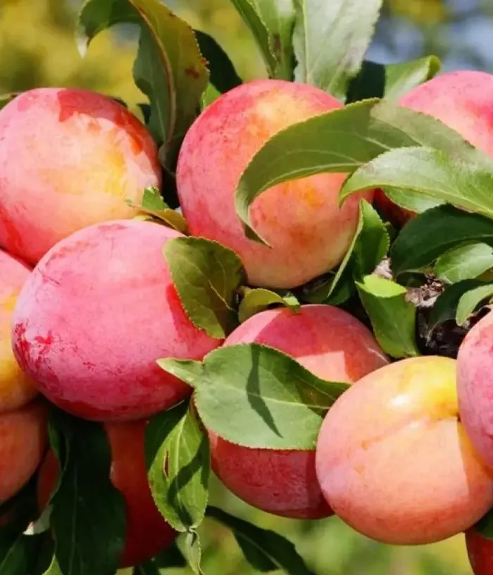Hybridná slivka (Prunus sp.) RANNYAYA KRUPNAYA - Tutifruti, s.r.o.