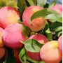 Hybrid plum (Prunus sp.) RANNYAYA KRUPNAYA